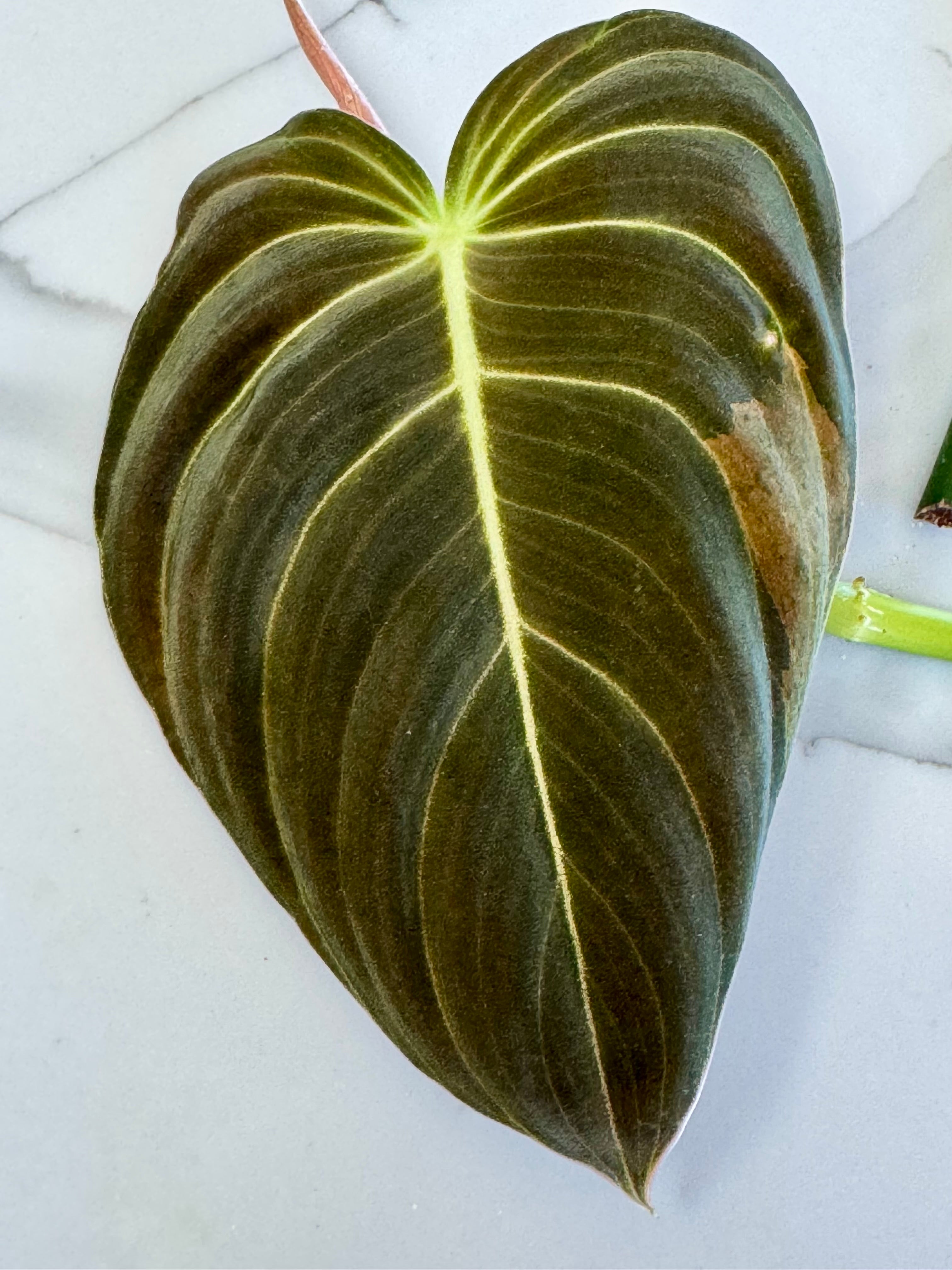 Philodendron Melanochrysum