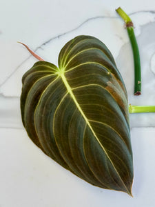 Philodendron Melanochrysum