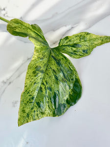 Syngonium Mojito & Pothos bundle