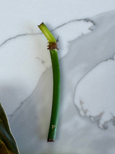 Philodendron Melanochrysum