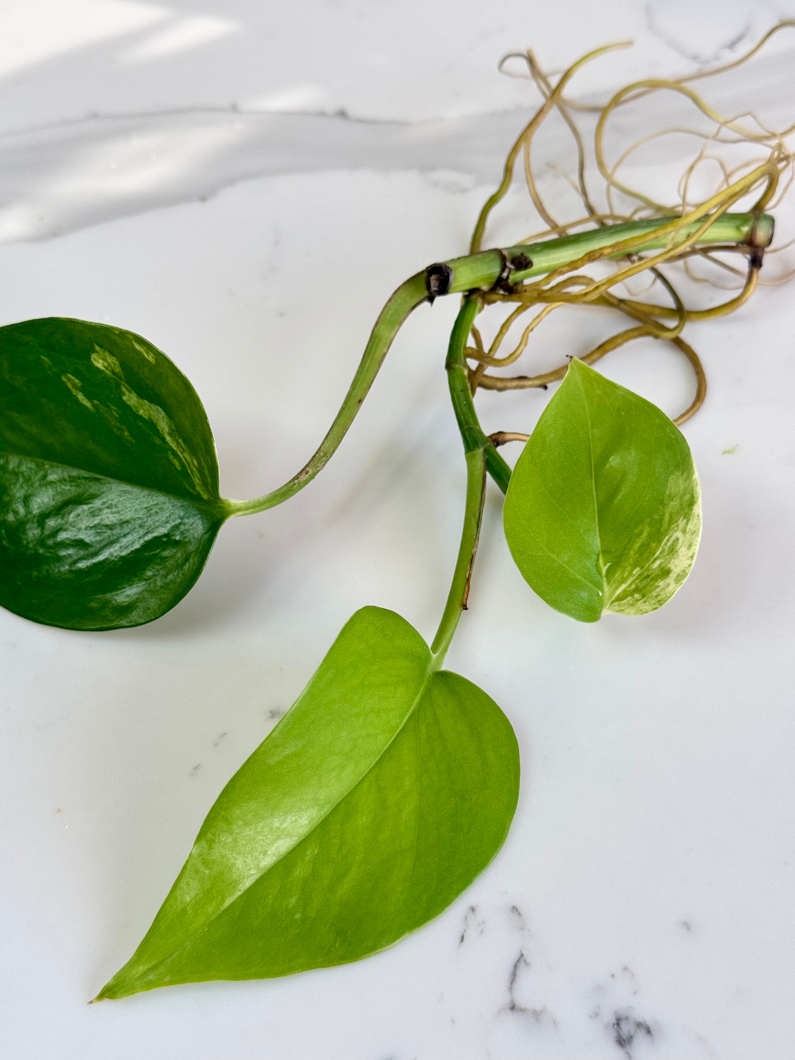 Syngonium Mojito & Pothos bundle