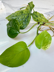 Syngonium Mojito & Pothos bundle