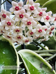 Hoya Krimson Queen Bloom Flower 2 The Indoor Oasis NZ