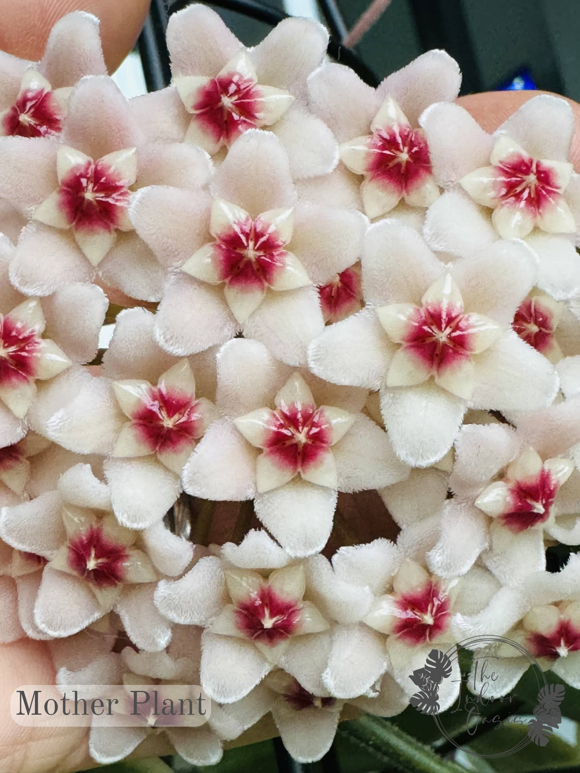 Hoya Krimson Queen Bloom Flower The Indoor Oasis NZ