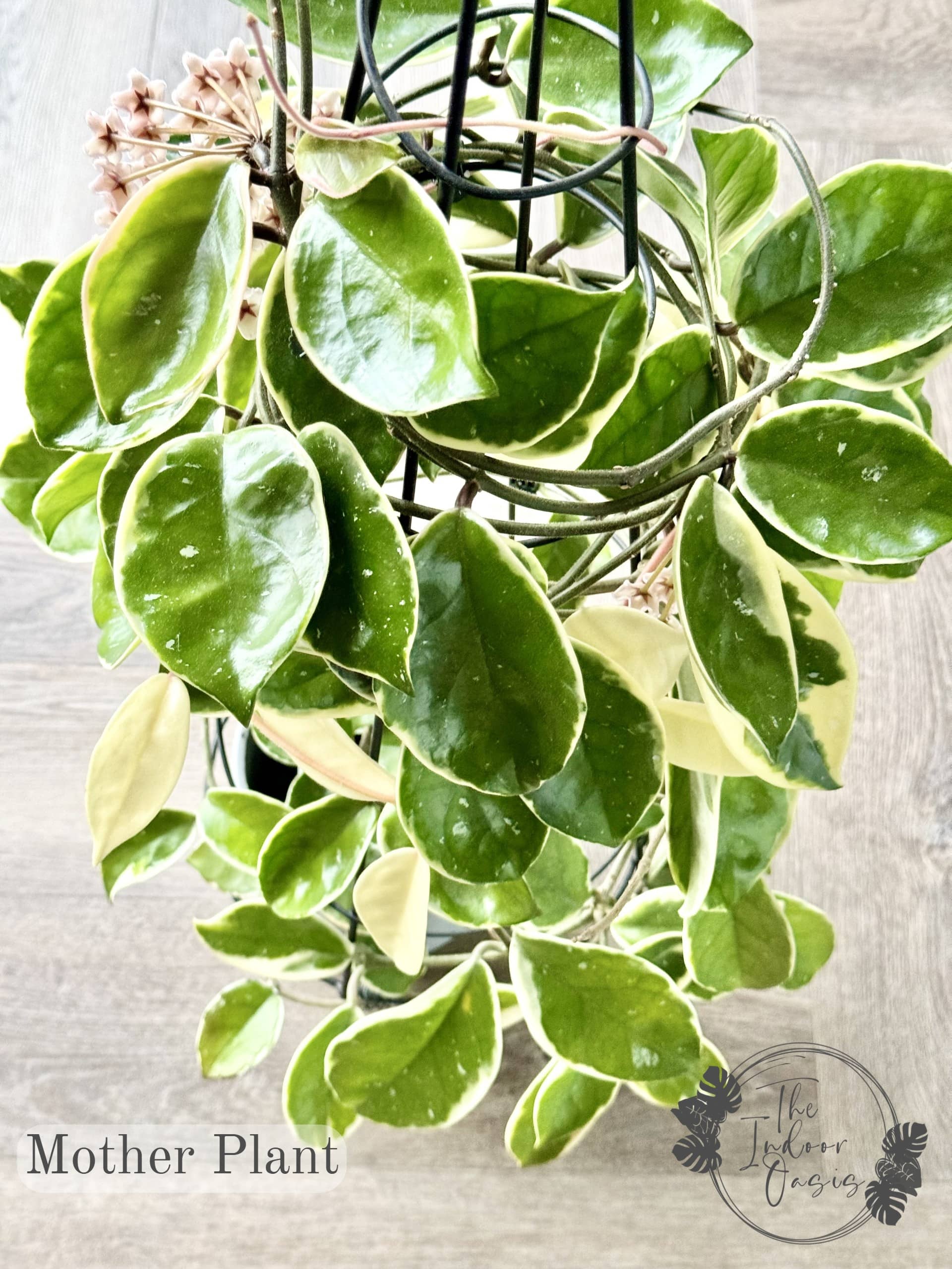 Hoya Krimson Queen Mother Plant The Indoor Oasis NZ