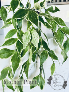 Variegated Hoya Polyneura Fishtail Mother Plant The Indoor Oasis NZ