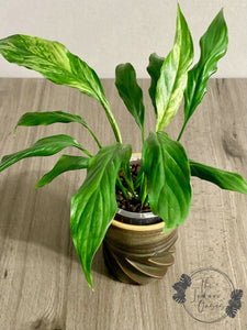 Variegated Peace Lily Spathiphyllum Duchess